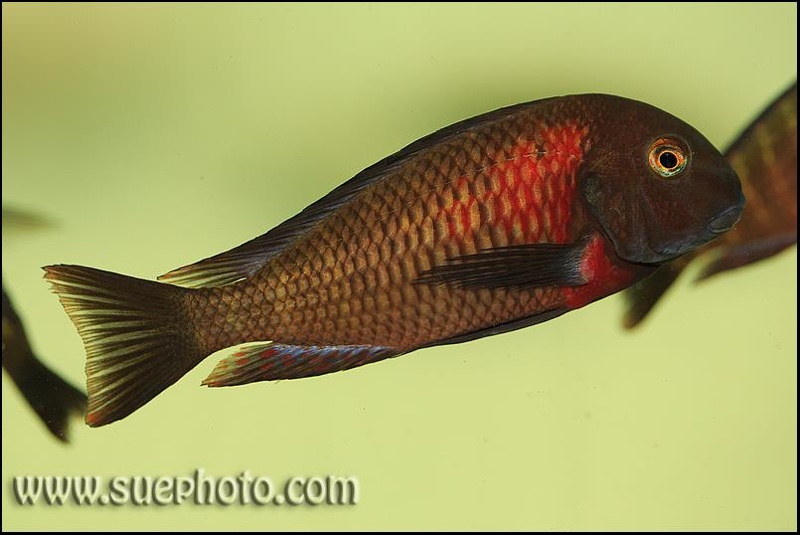 Tropheus sp. 'red' Lunangwa South